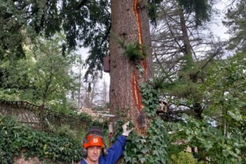 El árbol herido por un rayo y el misterio de las truchas  