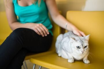 ¿Cómo identificar síntomas comunes de enfermedad en gatos?