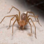 Araña de rincón en verano: Cómo identificarla y qué hacer ante una mordedura