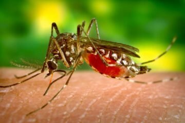 Brasil inicia vacunación contra el dengue con dosis fabricadas localmente