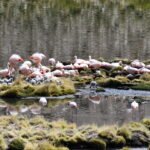 Flamencos chilenos vuelven a nidificar en el Parque Nacional Lauca tras 33 años sin registros