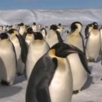Pingüino emperador y lobo fino antártico son declarados en peligro de extinción