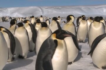 Pingüino emperador y lobo fino antártico son declarados en peligro de extinción