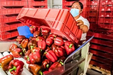 México envía el primer embarque de pimiento morrón a Japón