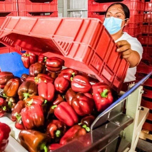 México envía el primer embarque de pimiento morrón a Japón