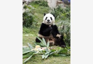 Buin Zoo inicia campaña para traer primer panda gigante al país