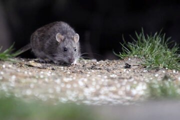 Ministerio de Salud declara Alerta Sanitaria por hantavirus desde Atacama hasta Magallanes