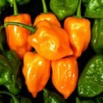 Tequila y salsas, los productos más exportados de México al Reino Unido alcanzan valor de 184 mdd