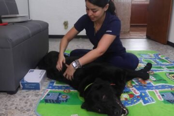 Crece demanda de servicios para mascotas; dueños se preocupan más por salud y bienestar