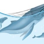 Data / Temporada de ballenas