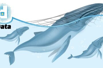 Data / Temporada de ballenas