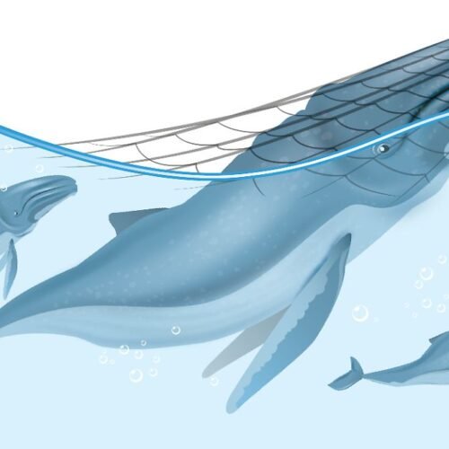 Data / Temporada de ballenas