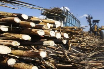 Importaciones de azúcar mexicana a EU crecerán 200% en el ciclo 2026-2027