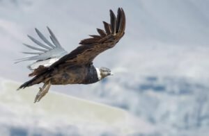 Chile inaugura centro para rescatar y rehabilitar al huemul y otras especies nativas