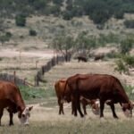 Combate al gusano barrenador cuesta millones
