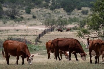 Combate al gusano barrenador cuesta millones