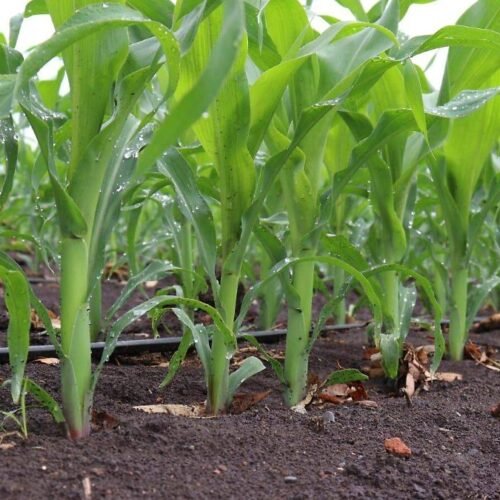 Agricultura regenerativa contra el cambio climático, ¿qué es y para qué sirve?