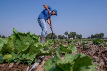 EU actualiza su guía sobre productos frescos en medio  alertas por brotes de ciclosporiasis y salmonela