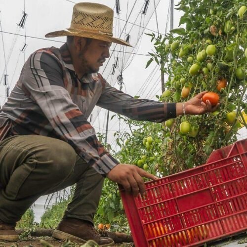 Sader entrega créditos por 281.2 mdp a productores de jitomate en 4 estados