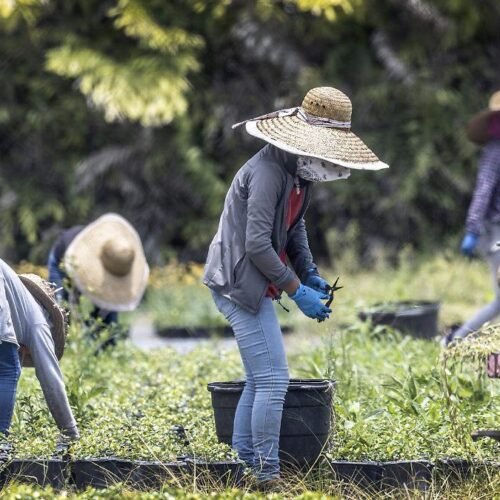CNC busca consolidarse en EU entre reclamos por abandono y violencia en México
