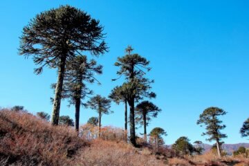 Estudio proyecta riesgo crítico para bosques de araucaria hacia 2060 por efectos del cambio climático
