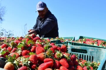 Piden al gobierno revertir determinación de EU contra la fresa mexicana