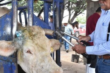 Refuerzan acciones contra el gusano barrenador en Sonora y Chihuahua