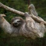 El perezoso: cómo el habitante más lento del bosque se convirtió en símbolo de Costa Rica