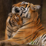 Fauna silvestre registra un declive del 73%: América Latina presenta la mayor caída