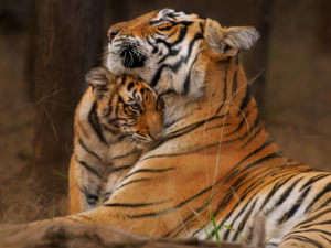Fauna silvestre registra un declive del 73%: América Latina presenta la mayor caída